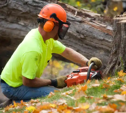 tree services Belcourt